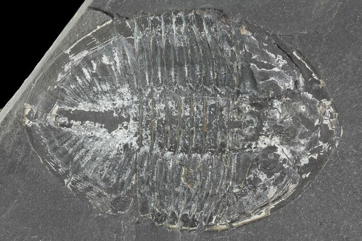 Pseudogygites Trilobite - Ontario #68336